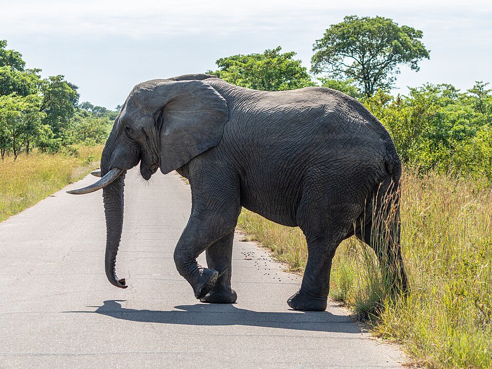 Kruger Park & Hazyview, Mpumalanga